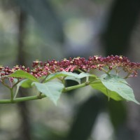 Cyphostemma trilobatum (Lam.) M.R.Almeida